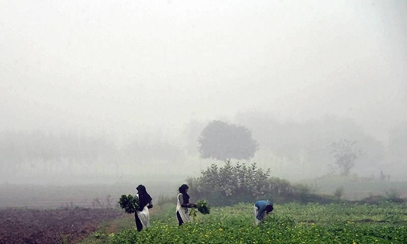 Punjab orders ban on stubble burning to tackle smog
