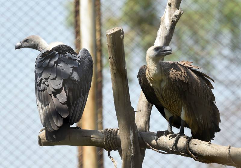 Unloved vultures fight for their survival in Pakistan