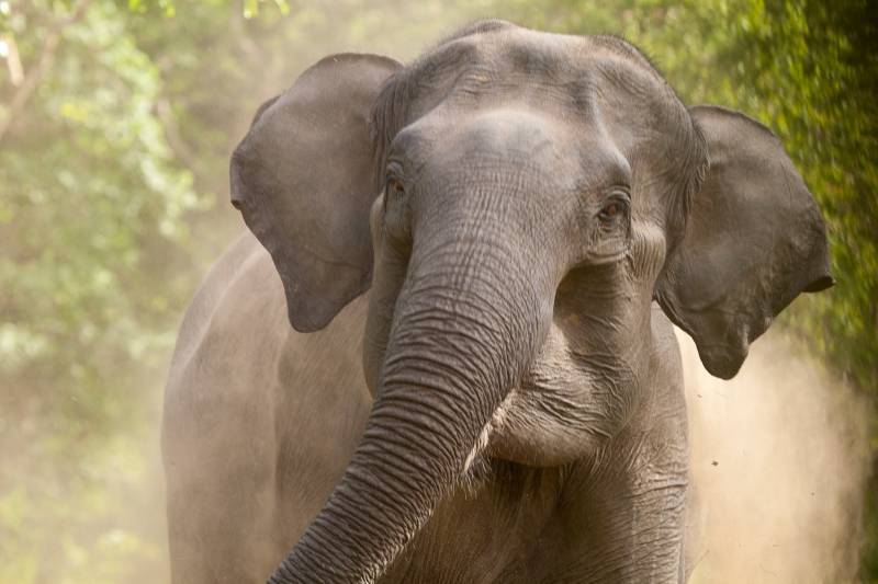 Trump reverses elephant trophy decision, keeps ban