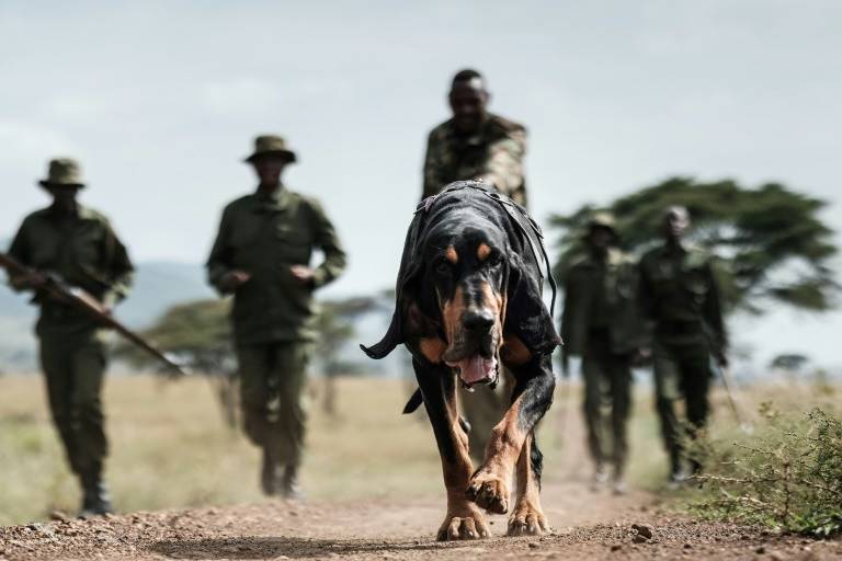 In Kenya, anti-poaching dogs are wildlife's best friends
