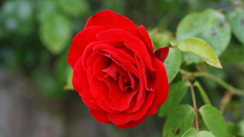 Roses - a Precious Gift from Nature