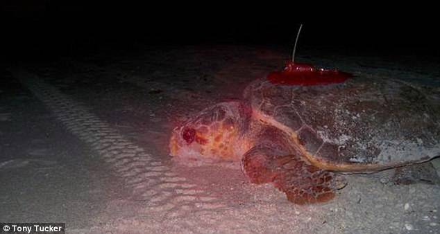 Sea turtle survives unscathed after four-day storm