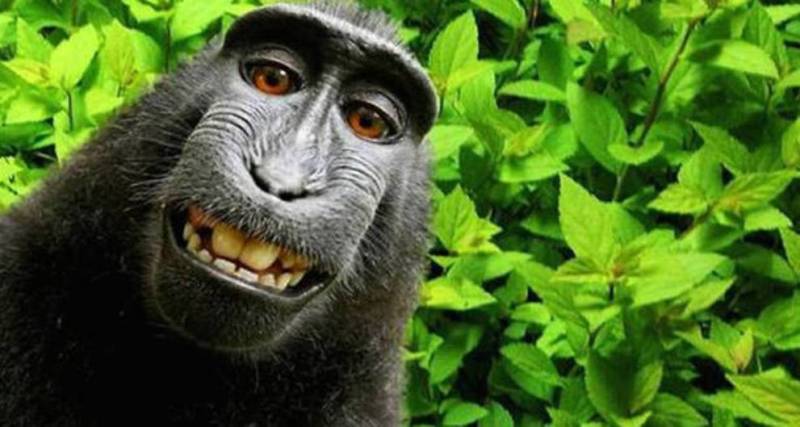 Monkey in 'selfie' cannot sue for copyright: US court