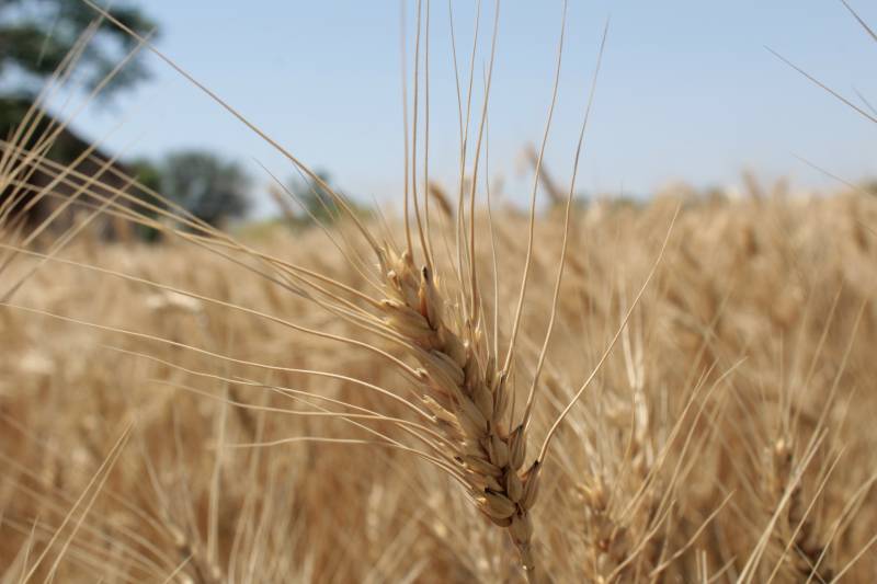 Country to export surplus wheat: ECC 