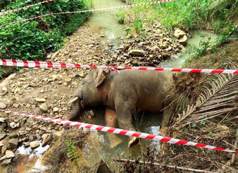 Six pygmy elephants found dead on Malaysian Borneo