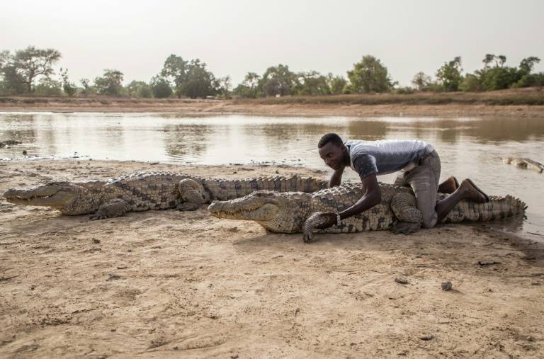 Sacred snappers: The village where crocodiles are welcome