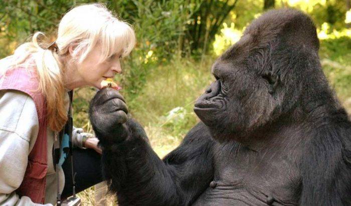 Koko, gorilla who used sign language, dies