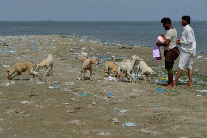 Isle of dogs: fishermen in Karachi feed islands full of strays