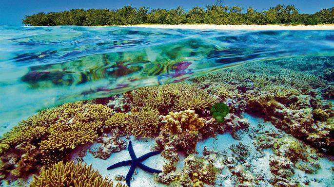 Australia failing to protect Great Barrier Reef