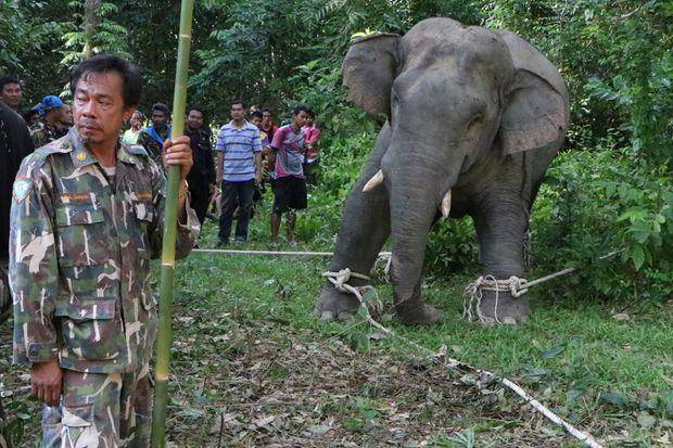 Five wild elephants trample Thai man to death
