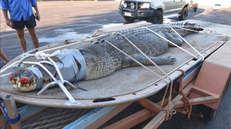 Monster crocodile captured after eight-year hunt in Australia