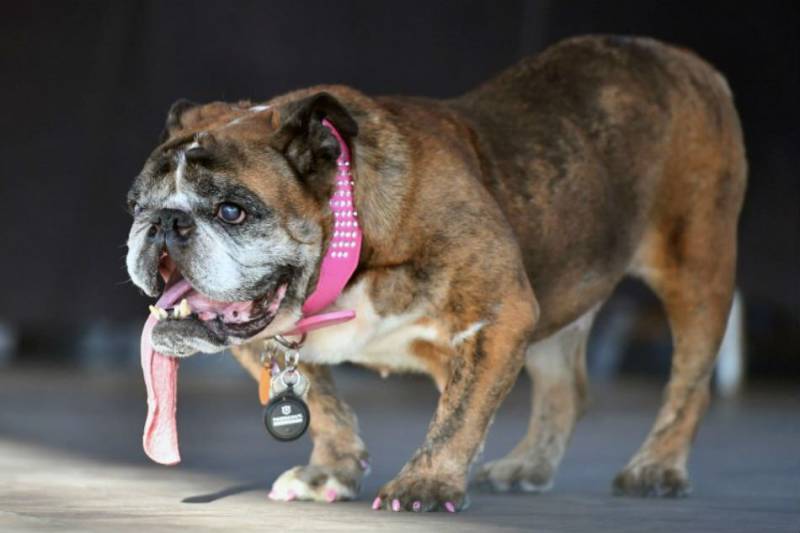 World’s Ugliest Dog dead at age 9