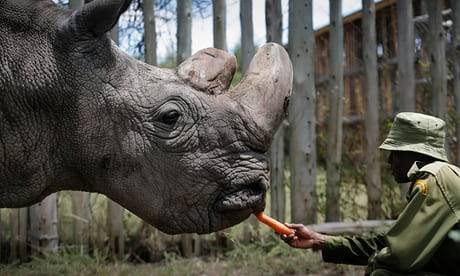 Seven rhinos die after move to a new park in Kenya