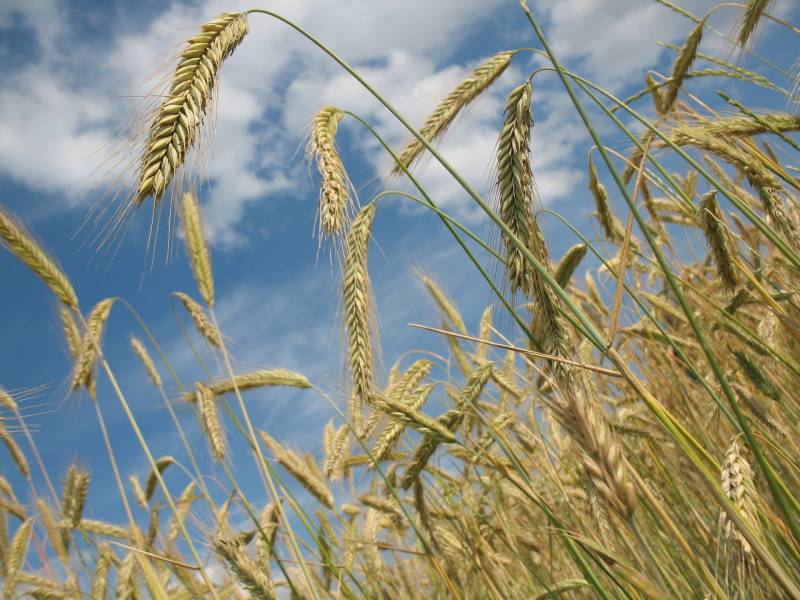 Scientists detail full genome of wheat for first time