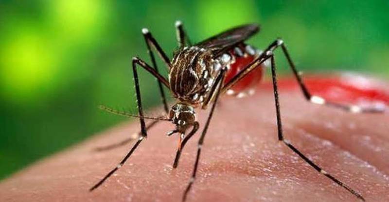 29 dengue cases surface in KP in 24 hours