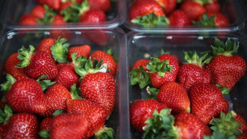 Australia strawberry crisis now tastes a little sweeter for farmers