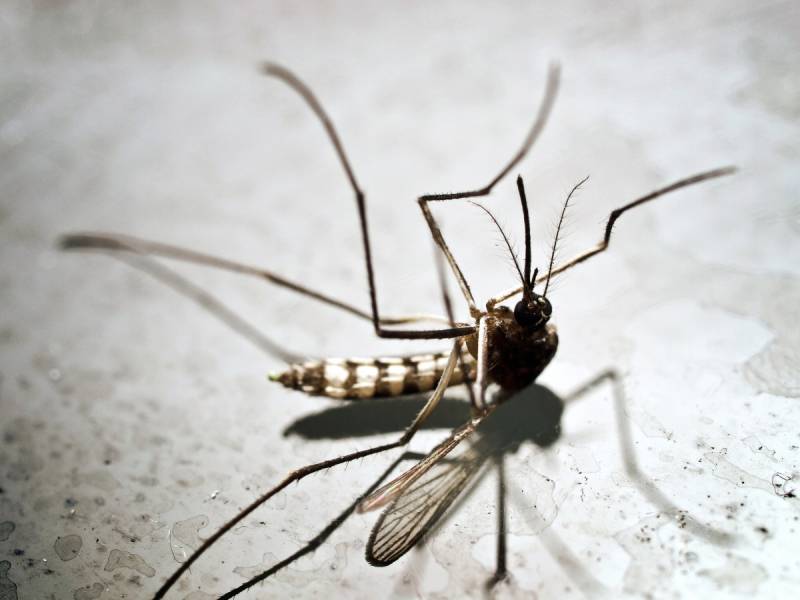With genetic tweak, mosquito population made extinct