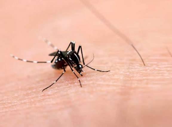 35 cases of dengue fever reported in Islamabad: Shehryar Afridi