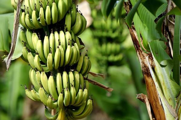 Sugarcane farmers to find some relief in banana cultivation