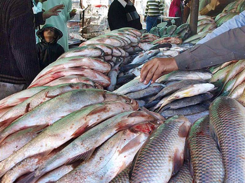 KP govt to utilize Khanpur, Tarbela dams for fish breeding