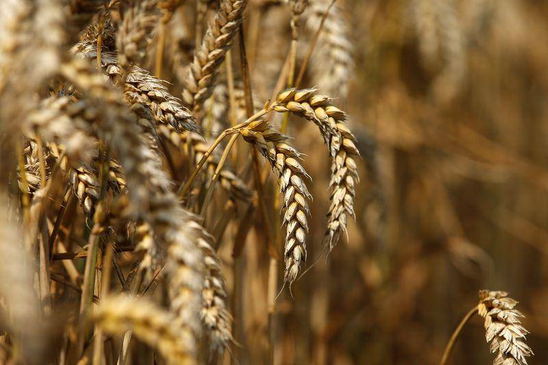 Sindh faces rise in wheat, flour prices