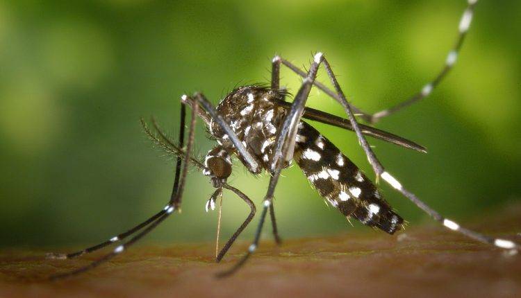 First case of dengue reported in Rawalpindi