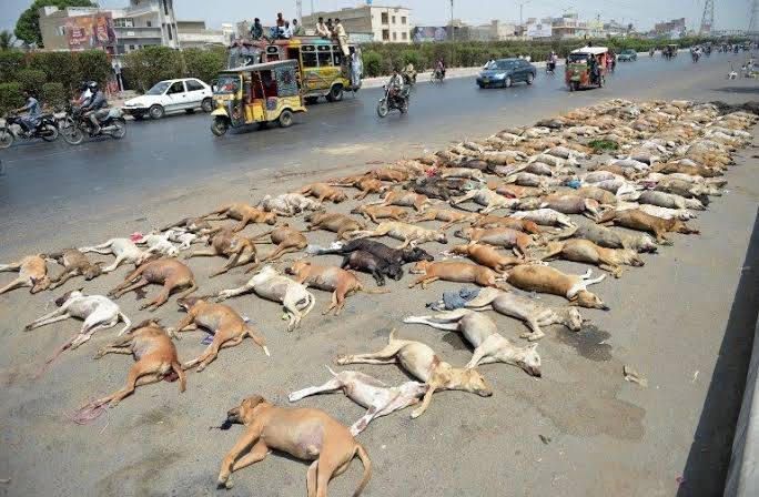 Culling of stray dogs ordered in Karachi, SHC wants action