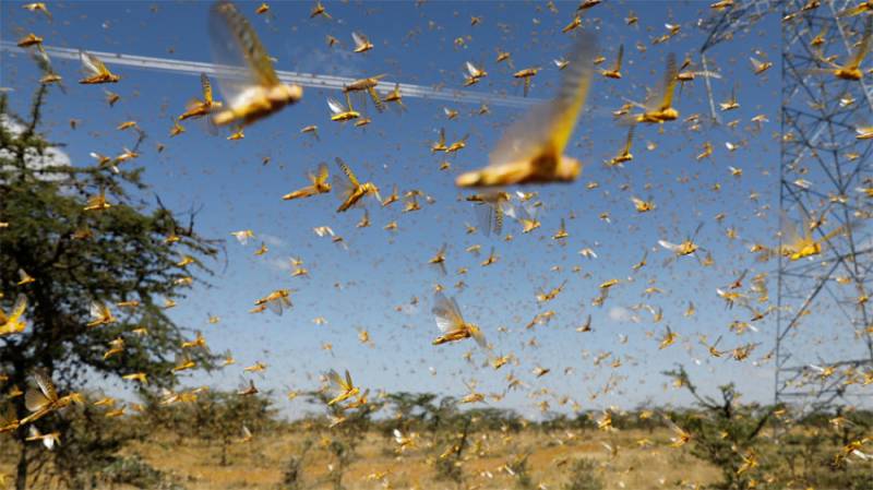 About 500,000 hectares controlled during anti-locust operations: NLCC