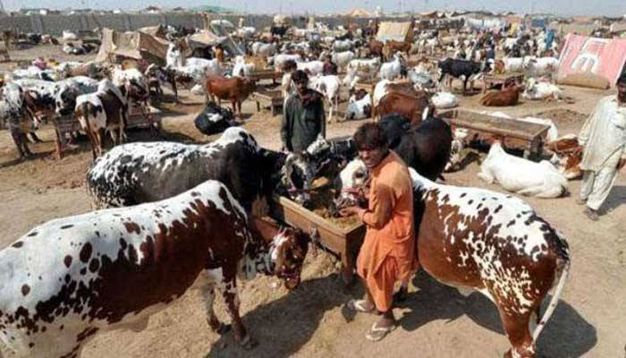App launched to purchase sacrificial animals online in Punjab