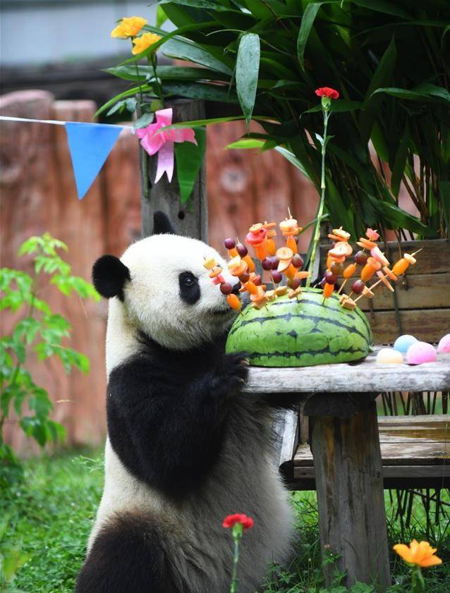 Birthday party held for giant pandas at panda hall of Siberian Tiger Park in Changchun 