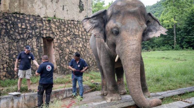Authorities struggle to move Pakistan’s lonely elephant 