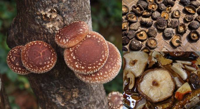 Mushroom farming new way of life in Zimbabwe