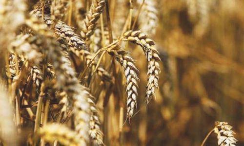 Punjab achieves 3.5m tonnes wheat procurement target
