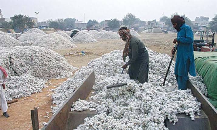 Cotton mound prices mark historic increase, reach Rs15,000