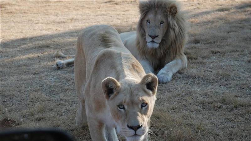 Three lions, two pumas contract COVID-19 in South African zoo