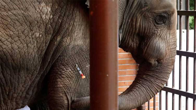 Pakistan's Madhubala elephant gets relief after years of dental pain
