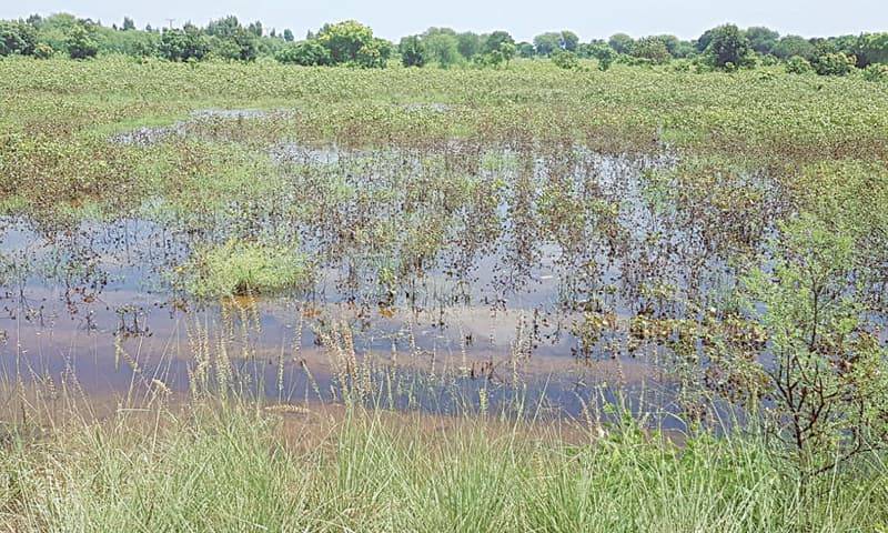 2.84 million acres of crops affected in Sindh by floods