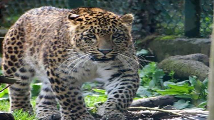 Leopard killed two brothers in Neelum Valley