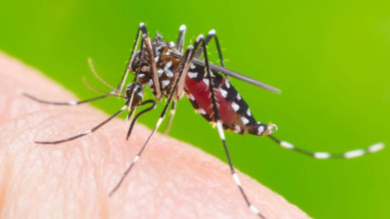 Islamabad reports 104 new dengue cases