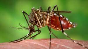 Rawalpindi: Dengue cases soar to 3,438, three reported dead