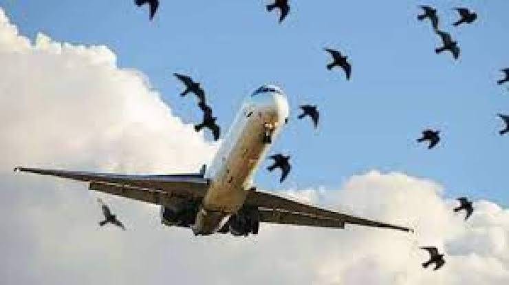  Bird-hit incident forces plane to make emergency landing at Karachi airport