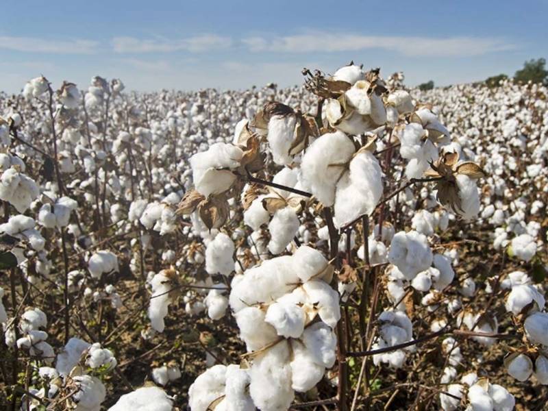 Govt urged to incentivise farmers to boost cotton cultivation: WealthPK