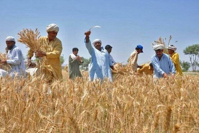 Seed approval delays, low investment hinder agri growth in Pakistan