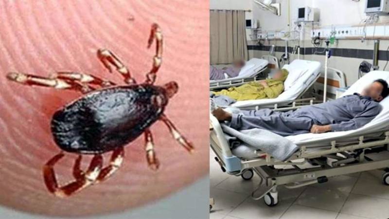 14 cases of Congo virus reported in KP during current year