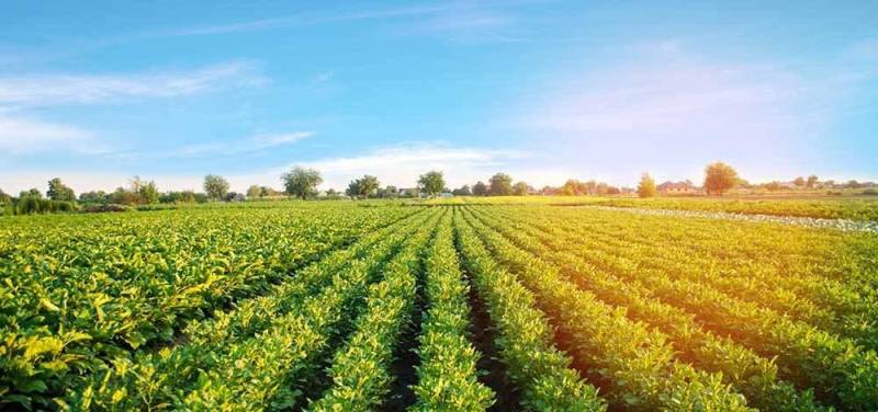 Farmers urged to diversify cropping patterns to boost incomes