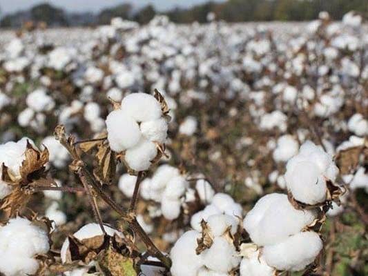Chinese farming practices can help boost Pakistan’s cotton output