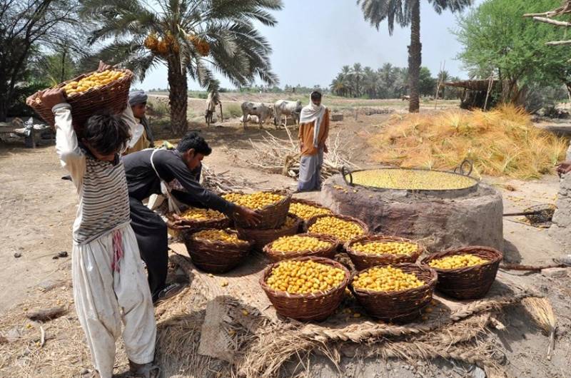 Balochistan’s dates growers need incentives to boost exports