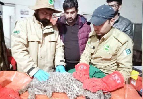 Wildlife dept rescues leopard cub in Azad Kashmir