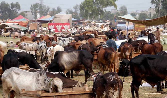 Karachi cracks down on illegal cattle markets ahead of Eid