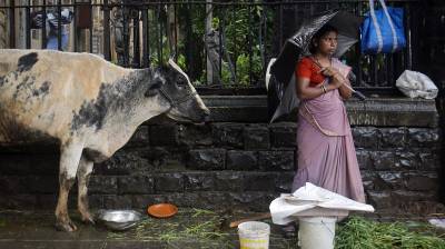 Indian state to challenge Modi's cow slaughter ban